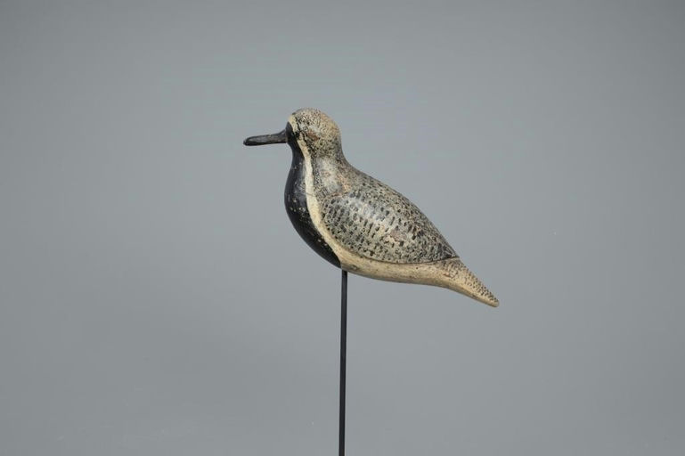 Verity Family – Black-Bellied Plover – 2020