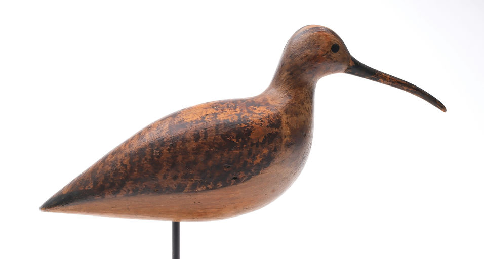 Harry V. Shourds – Curlew – 2025