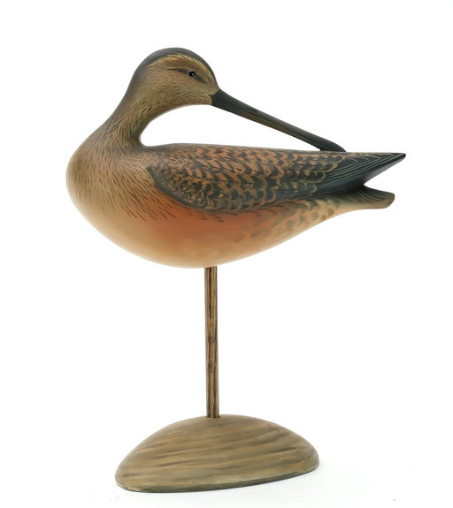 George Strunk – Preening Dowitcher – 2025