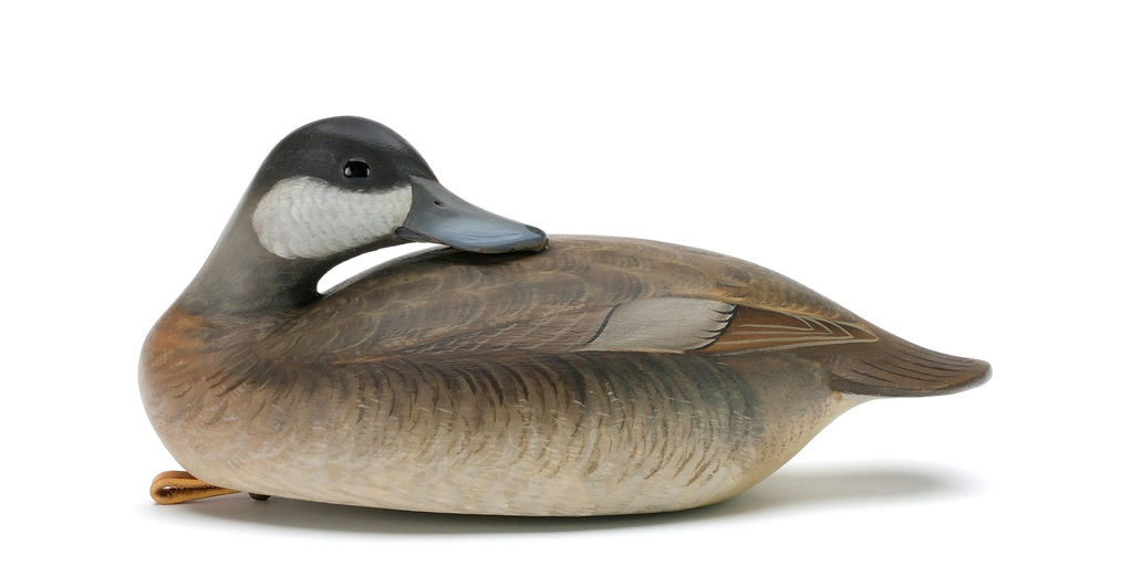 George Strunk – Preening Ruddy Duck – 2025