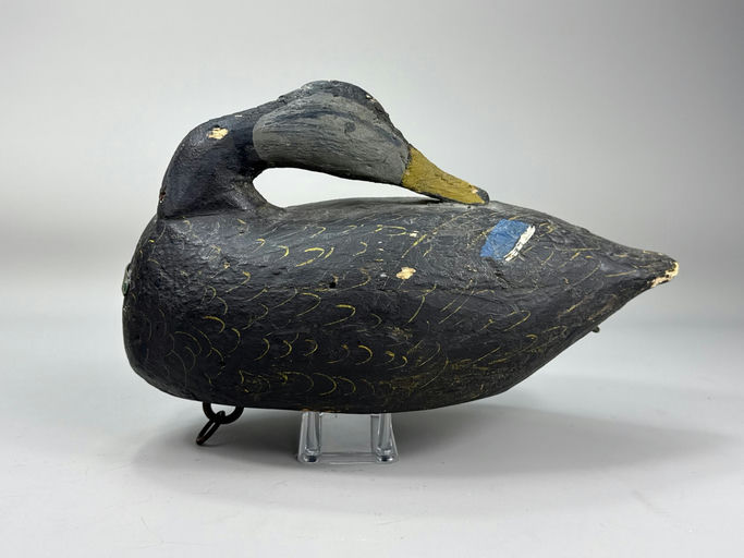 Miles Hancock – Black Duck – 2026