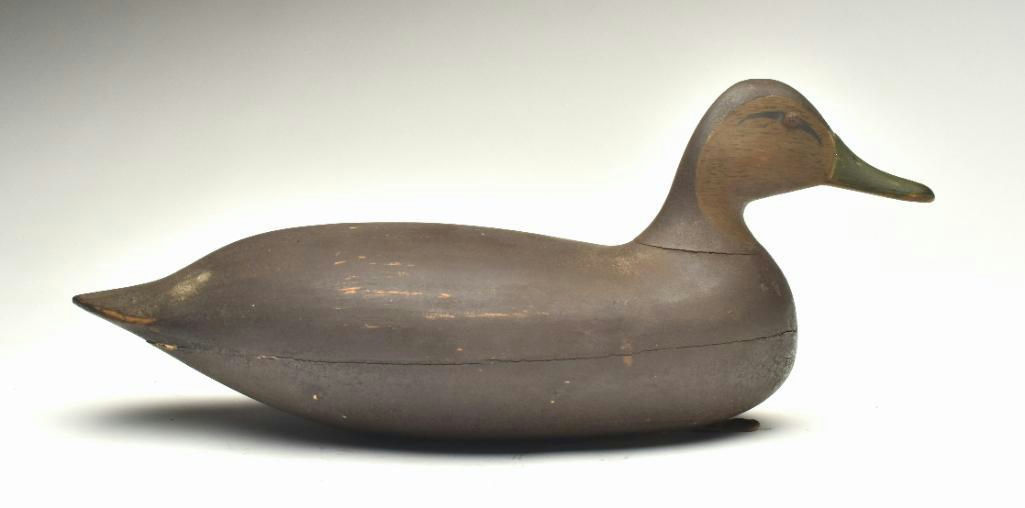 Harry V. Shourds – Black Duck – 2023