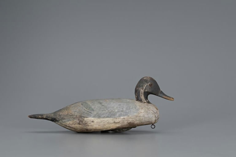 Miles Hancock – Pintail Drake – 2019