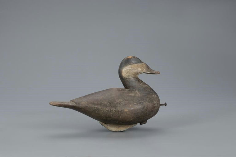 Mark McNair – Ruddy Duck – 2020