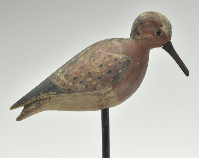 Mark McNair – Red knot – 2023