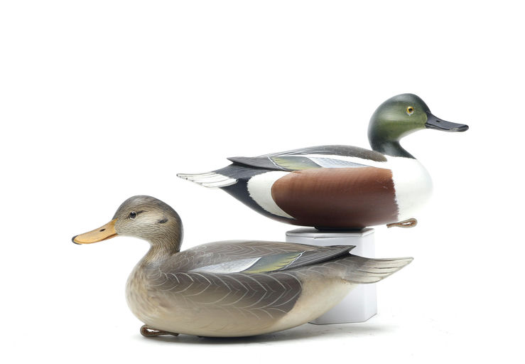 George Strunk – Pair of Shoveler – 2026