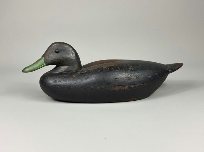 Benjamin Holmes – Black duck – 2026