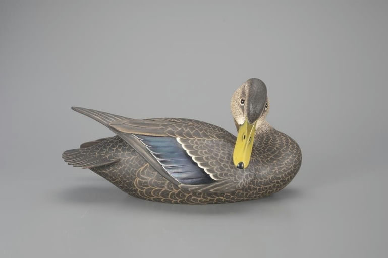Oliver Lawson – Outstanding Preening Black Duck – 2024
