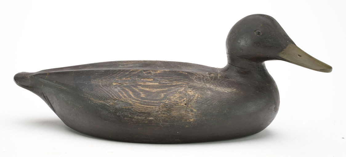 Gus Wilson – Black Duck – 2024