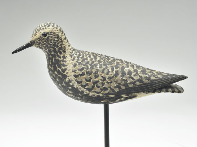 Elmer Crowell – Black Bellied Plover – 2023