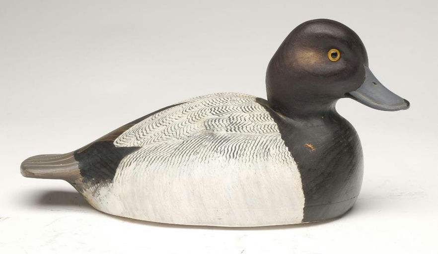 Cigar Daisey – Scaup – 2023