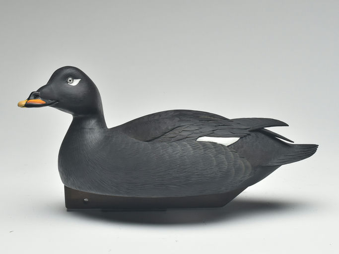Jim Schmiedlin – White-winged Scoter – 2023