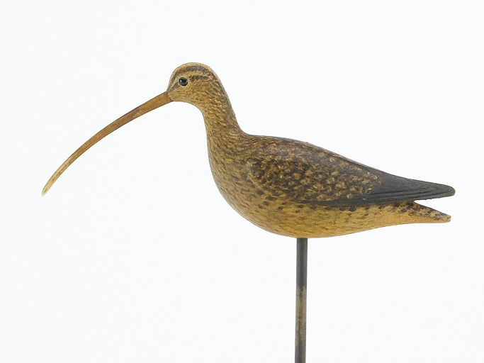 Mark McNair – Miniature Curlew – 2024