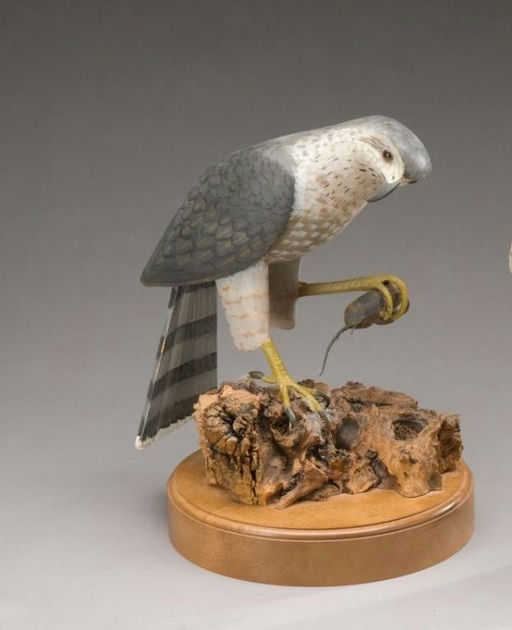 George Csefai – Cooper's Hawk – 2009