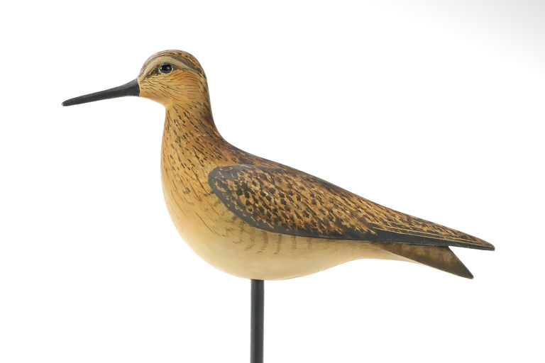 Bill Gibian – Red Knot – 2025