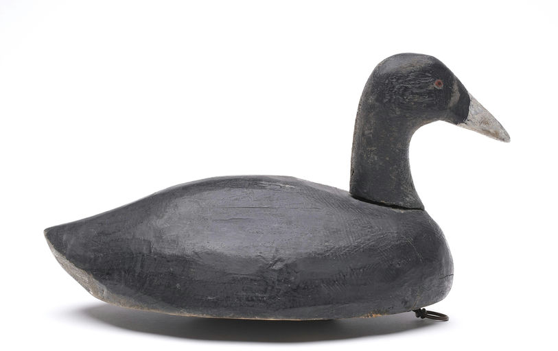 Ben Schmidt – Coot – 2026