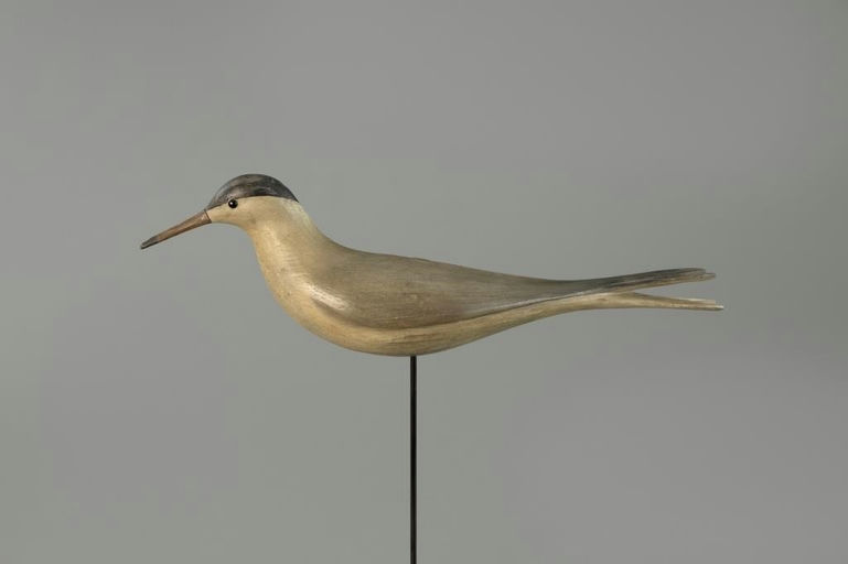 Mark McNair – Stavis Rare Early Tern – 2025