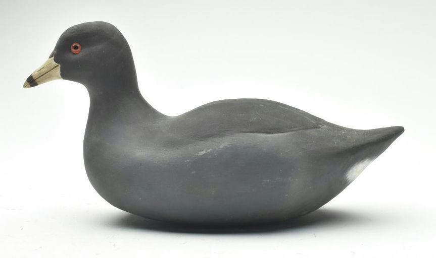 Cigar Daisey – Coot – 2023
