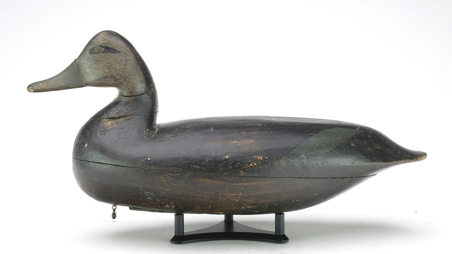 Charles Birch – Black duck – 2024