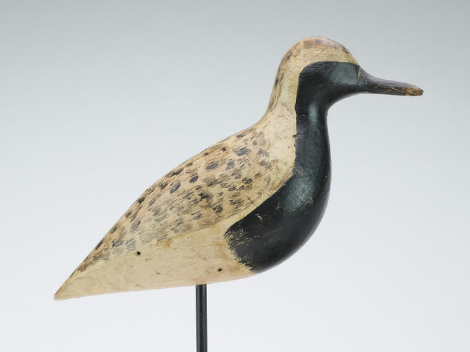 Harry V. Shourds – Black Bellied Plover – 2024