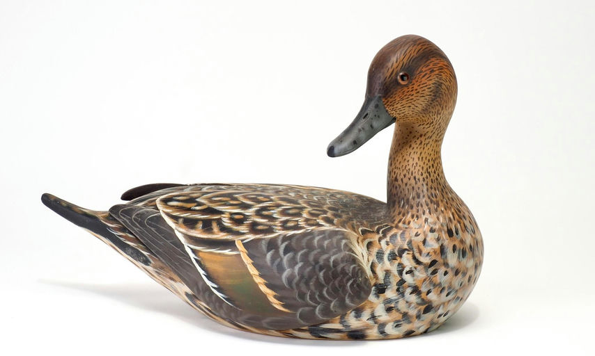 Roy Legaux Sr — Preening Pintail Hen