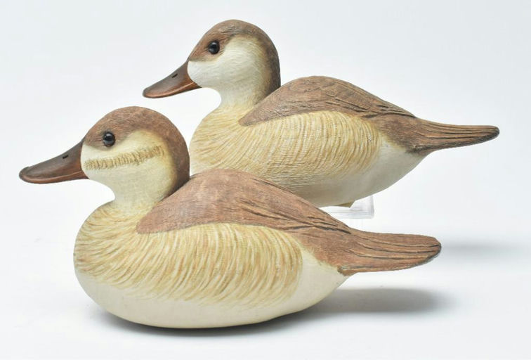 Cigar Daisey – Ruddy Duck – 2023