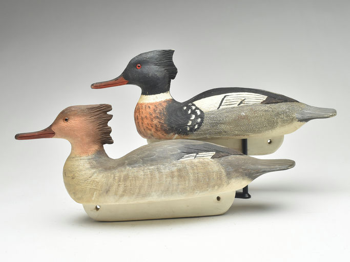 Cigar Daisey – Red-breasted Merganser – 2023