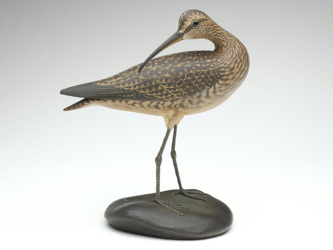 Elmer Crowell – Preening Whimbrel – 2023