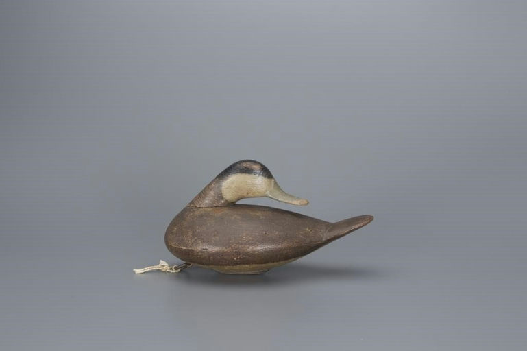 Mark McNair – Preening Ruddy Duck – 2017