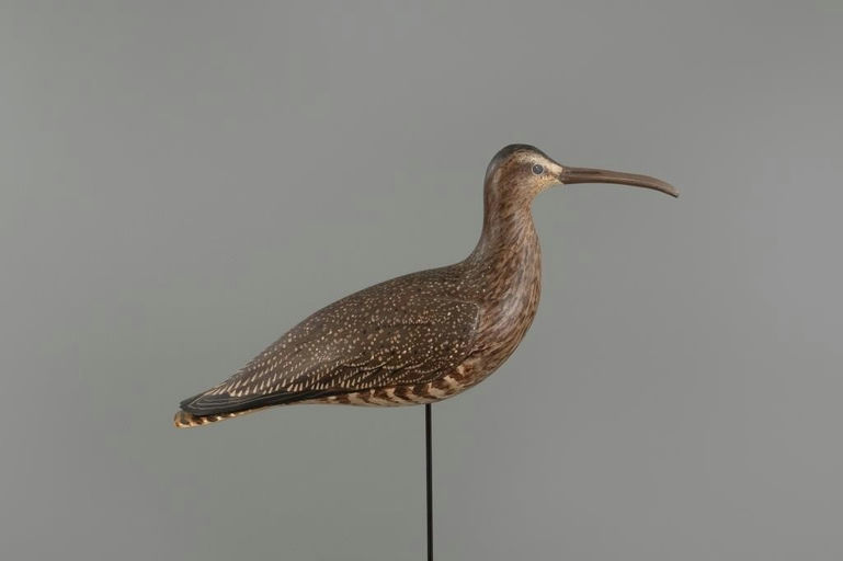 David Rhodes – Curlew – 2025