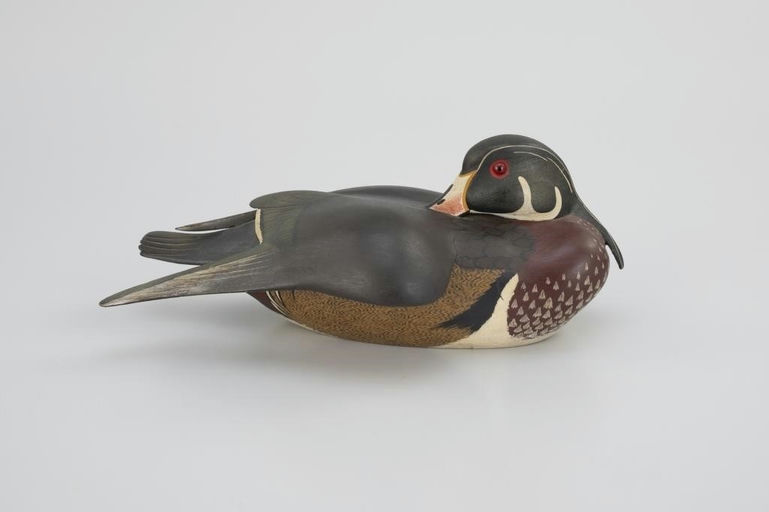 Jack Sweet – Preening Wood Duck – 2026