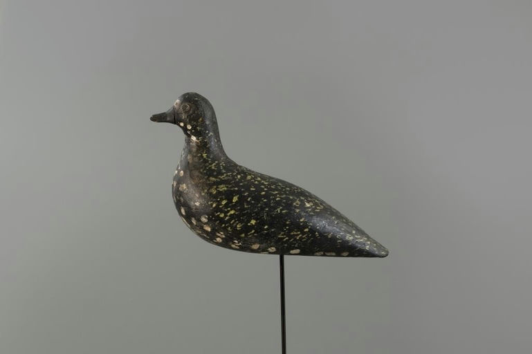Coffin Family – Golden Plover – 2025