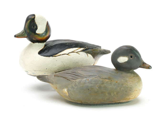 Tom Schroeder – Bufflehead – 2025
