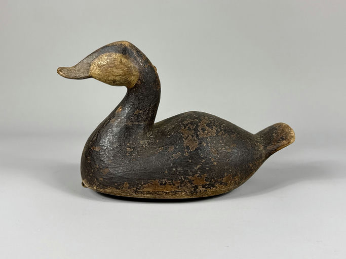 Cameron McIntyre – Ruddy duck – 2026