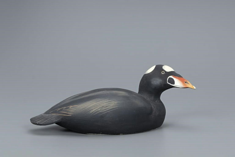Ward Brothers – Rare Hollow Surf Scoter – 2019