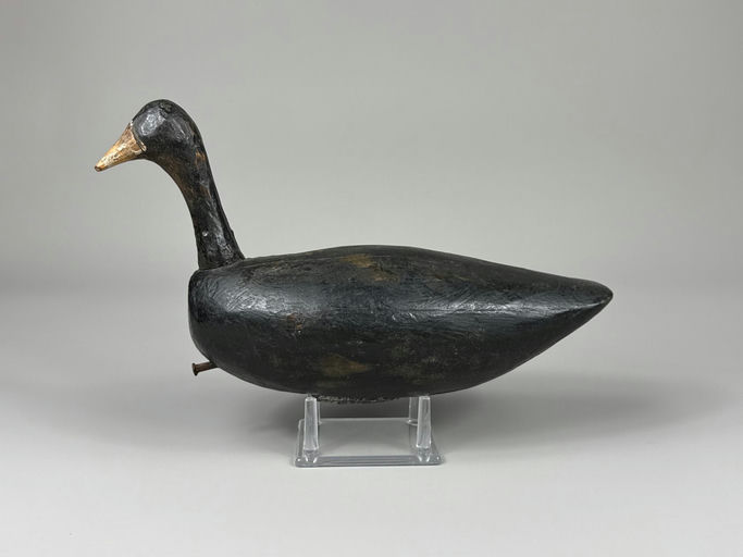 Roger Tillett – Coot – 2026