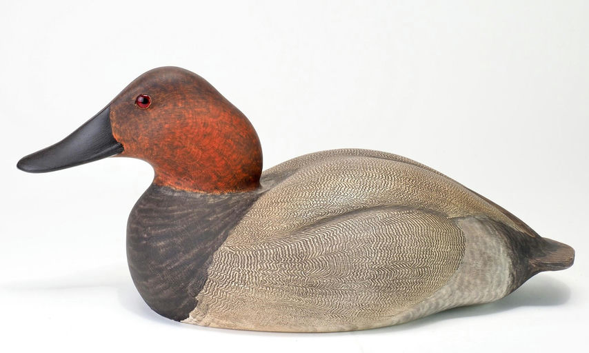 John B. Garton — Canvasback Drake