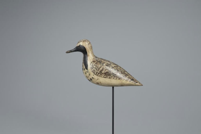 Harry V. Shourds – Black-Bellied Plover in Emerging Plumage – 2020
