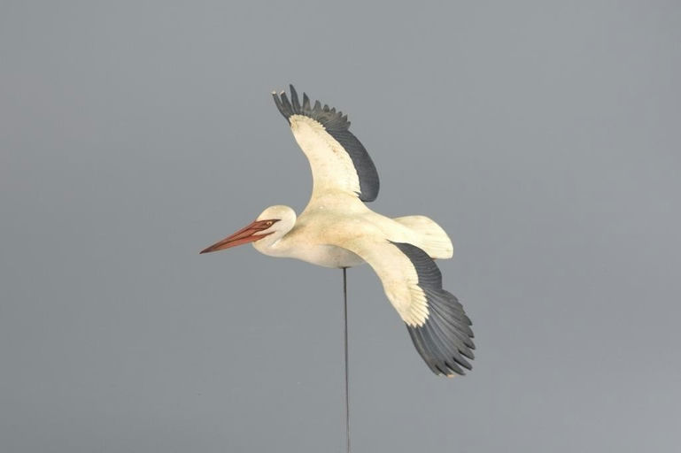 David W. Martinez – Flying Pelican – 2025