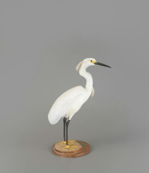 Ward Brothers – The Ward Egret – 2025
