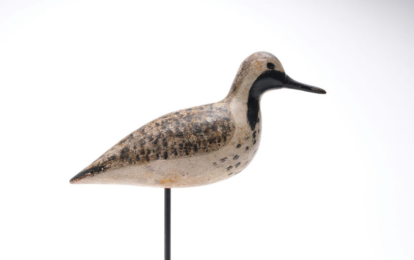 Harry V. Shourds – Black Bellied Plover – 2025