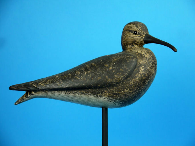 Steve Morey – Eskimo Curlew – 2026