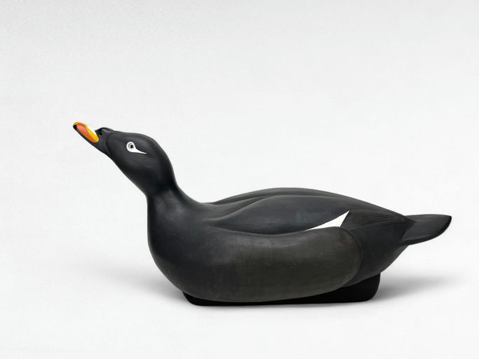 Richard Chmiel — White-winged Scoter