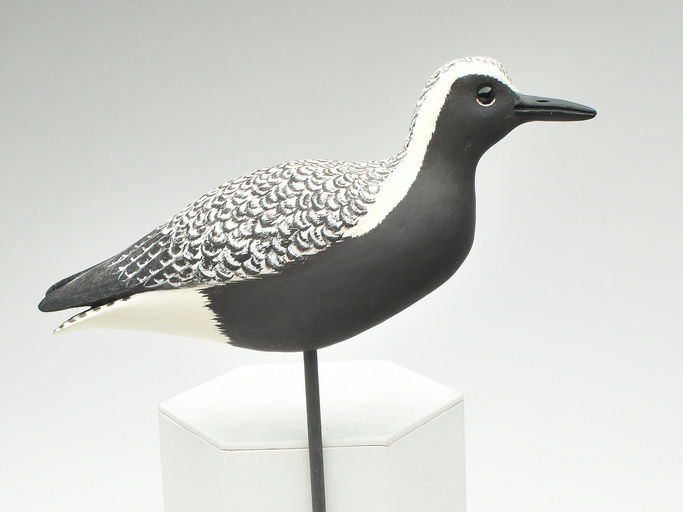 Cigar Daisey – Black Bellied Plover – 2023