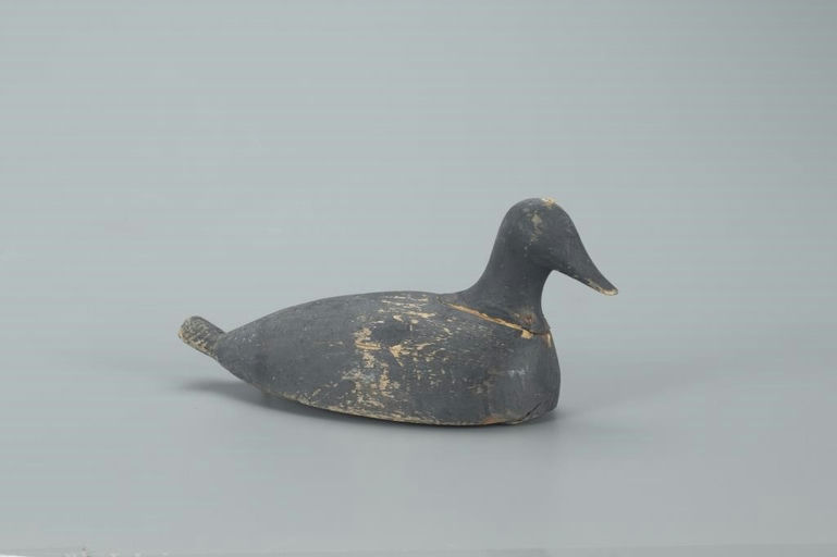 Edwin Bachman – Important Swimming Coot – 2022