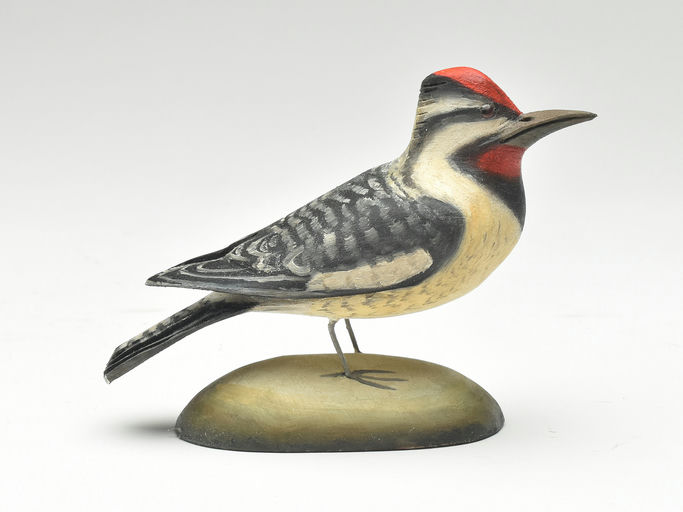 Frank Finney – Miniature yellow billed sapsucker – 2023