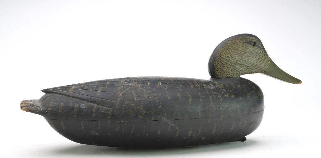 Dan English – Black Duck – 2024