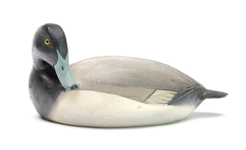 Ward Brothers – Preening Bluebill – 2025