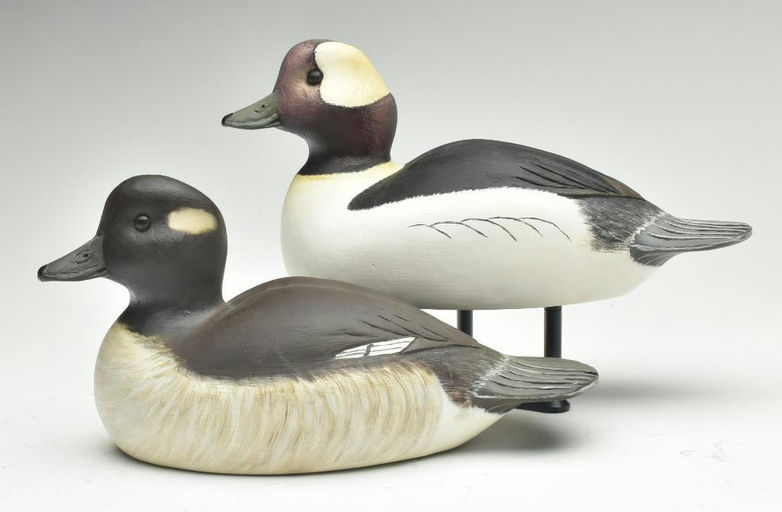 Cigar Daisey – Bufflehead – 2023