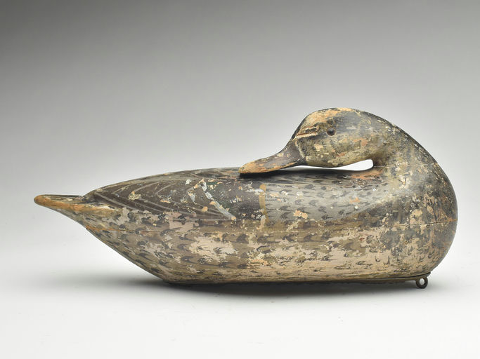 Charles Perdew – Preening Pintail Hen – 2023